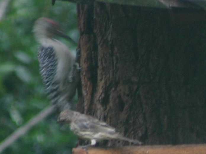 Woodpecker pecking away