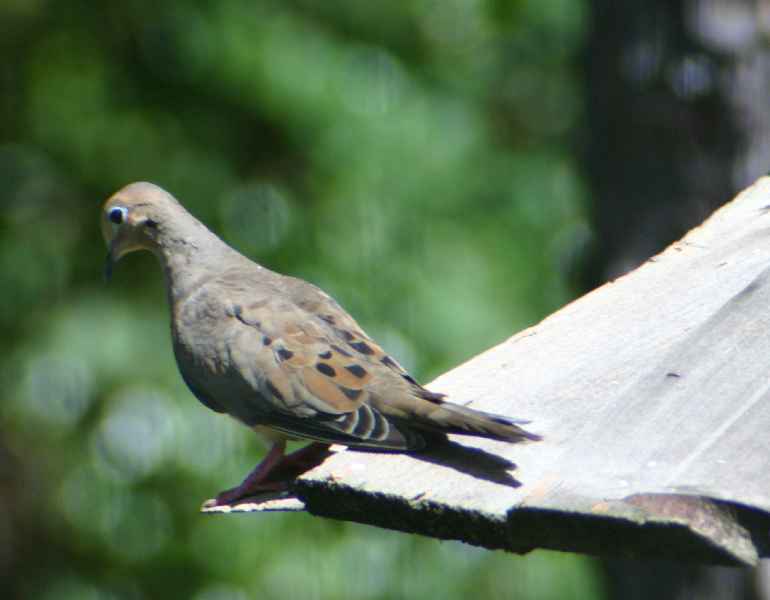 dove sitting on top of feeder