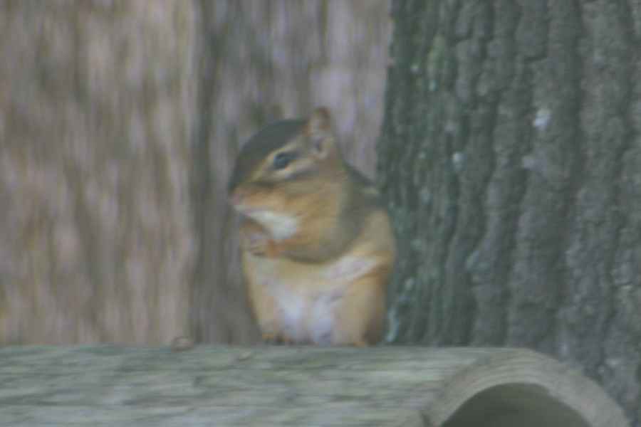 Chipmunk sitting.