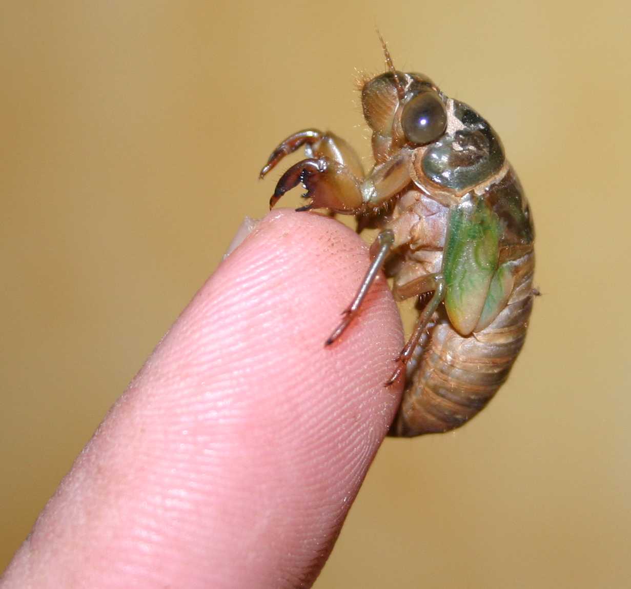 Freshly molted cicada