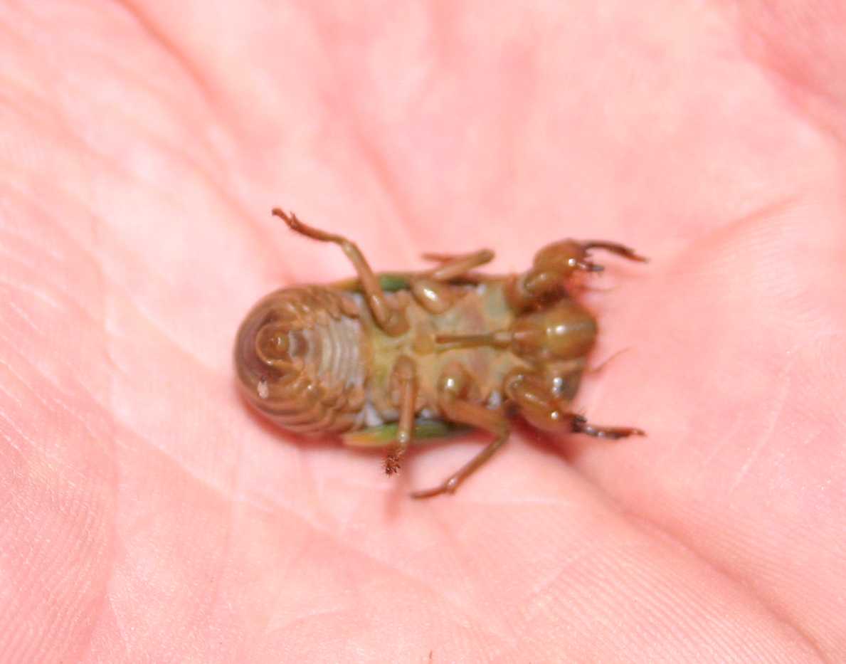 Bottom side view of a cicada
