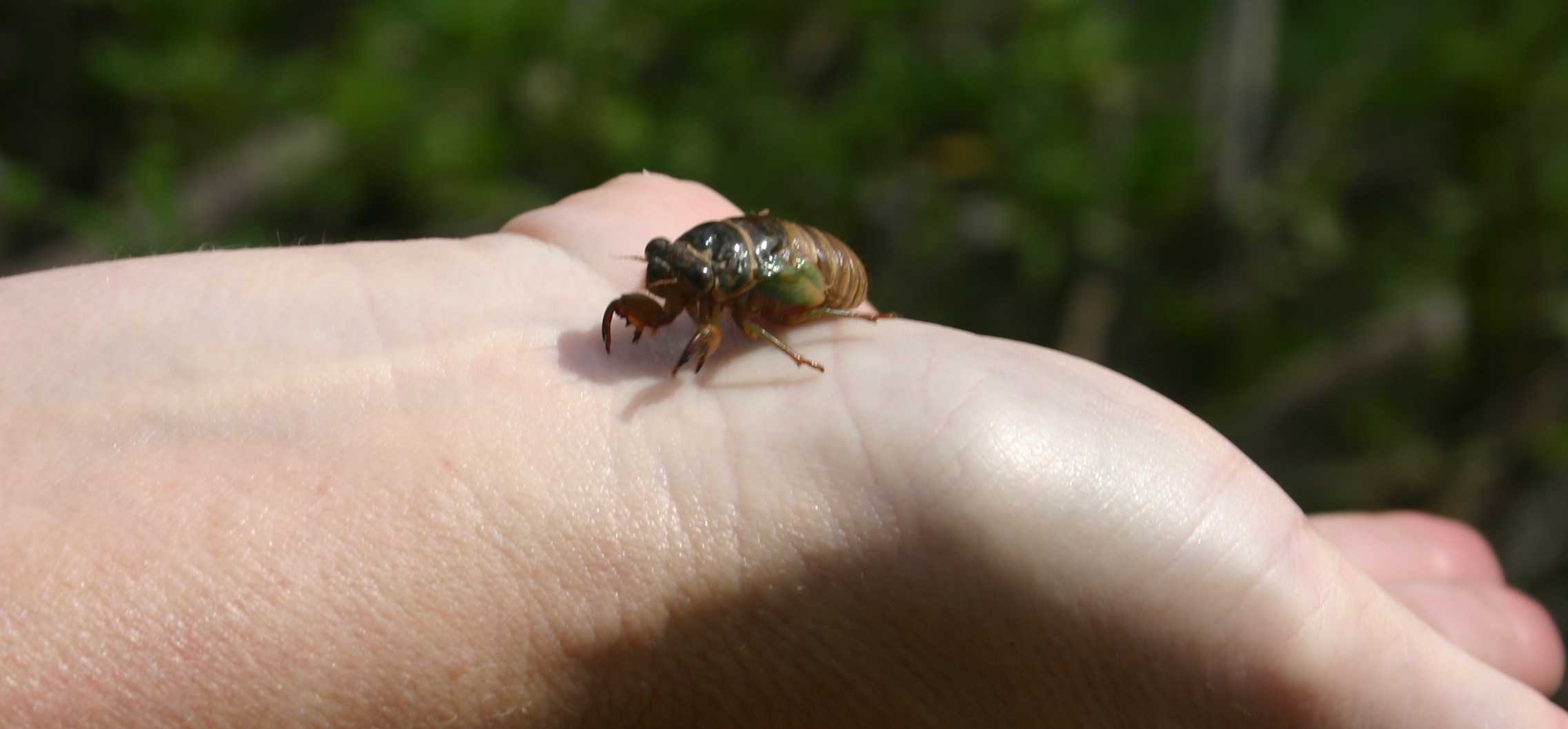 Cicada