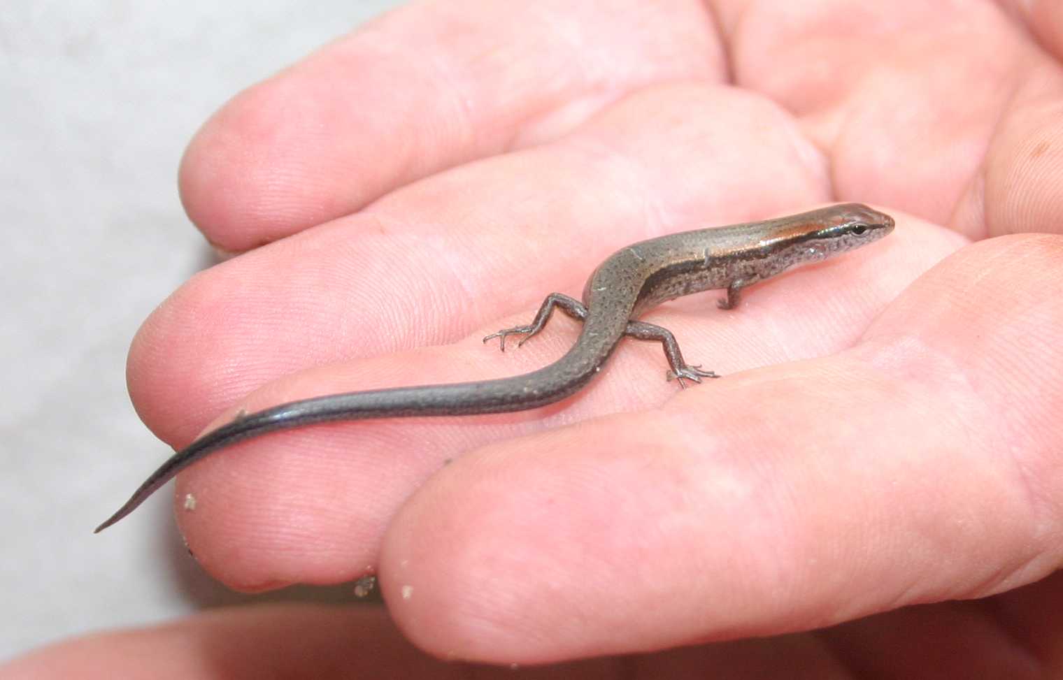 Lizard in the hand