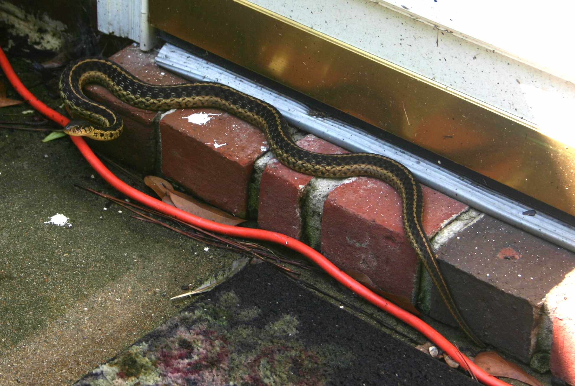 snake at the back door