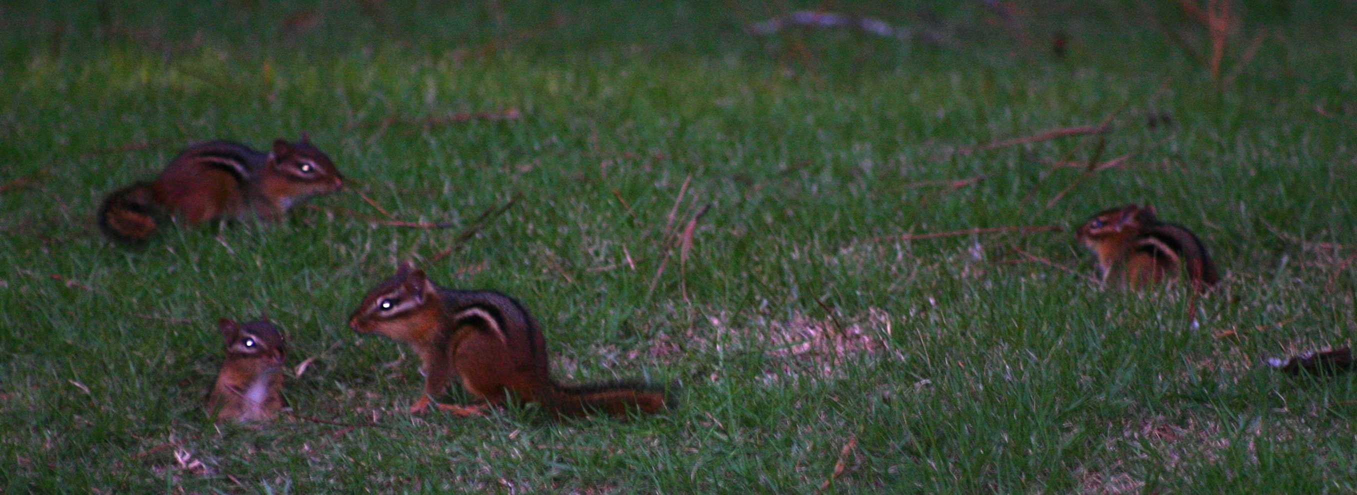 family of four chipmunks