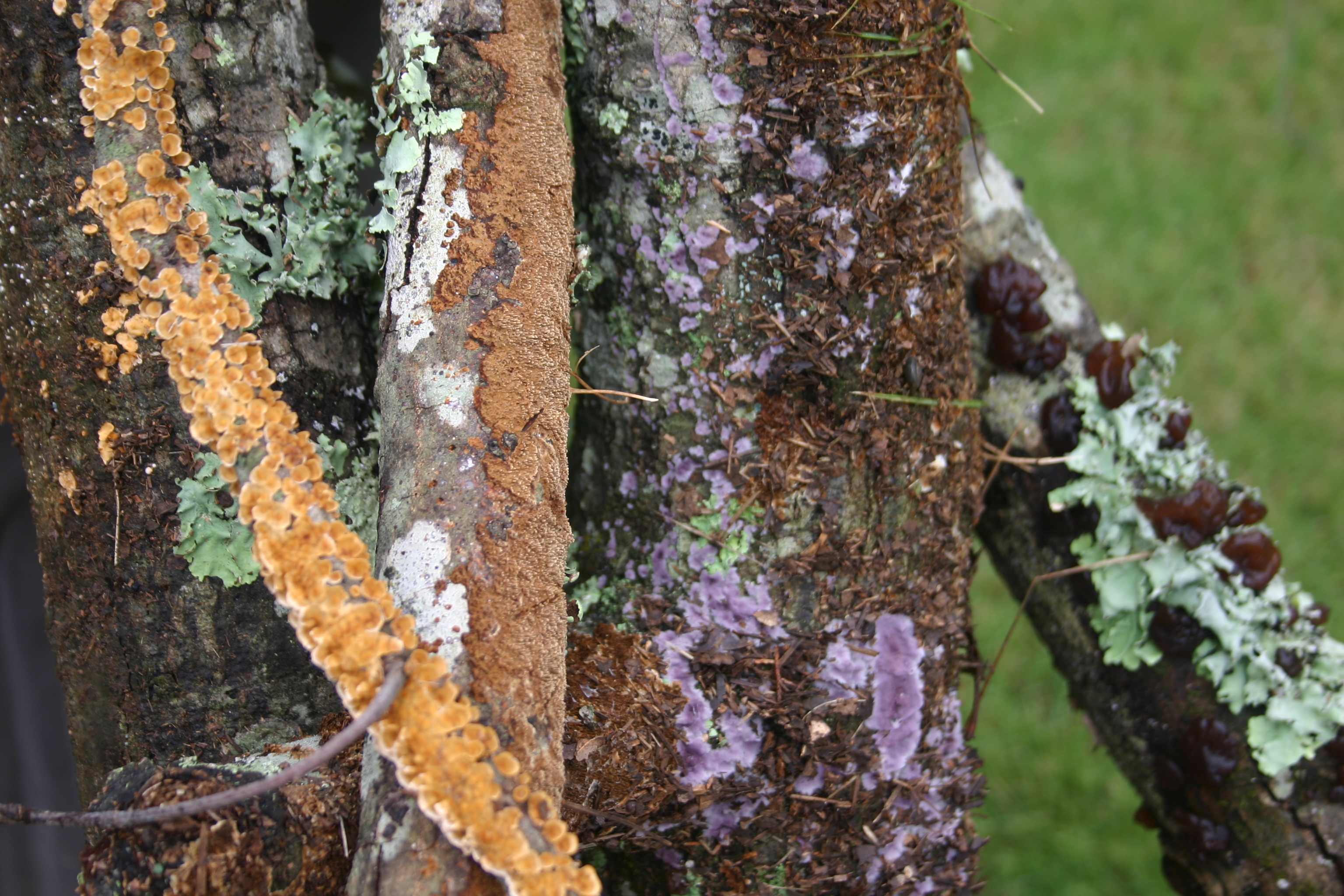 growths on dead tree limbs