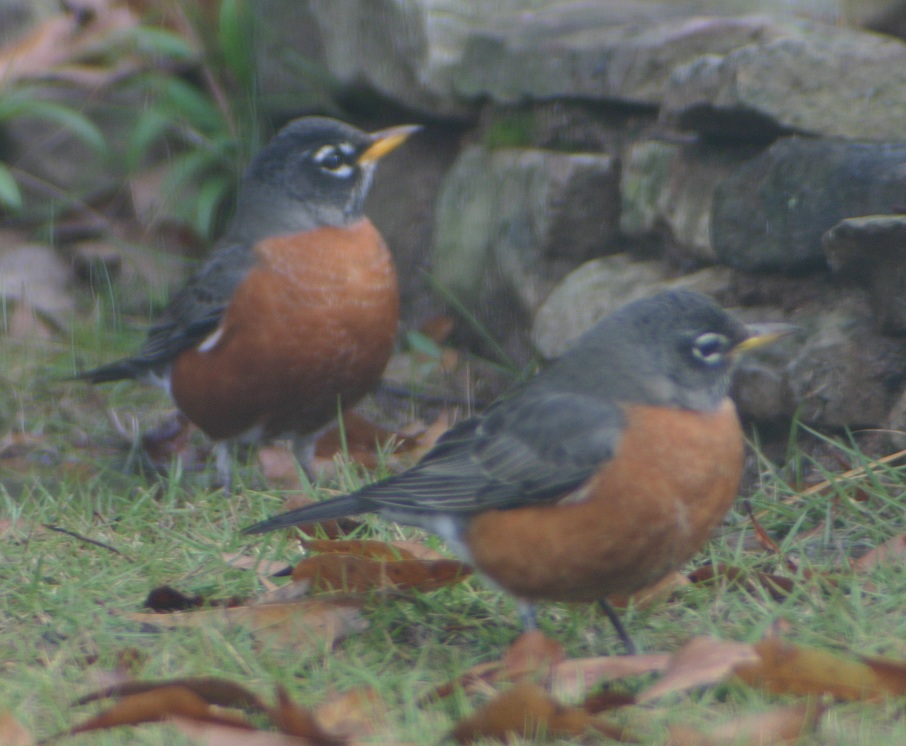 two robins