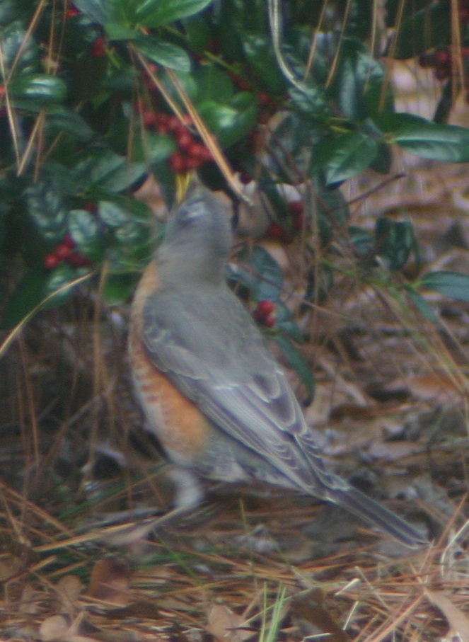 Stretching to get a berry from the Holly bushes