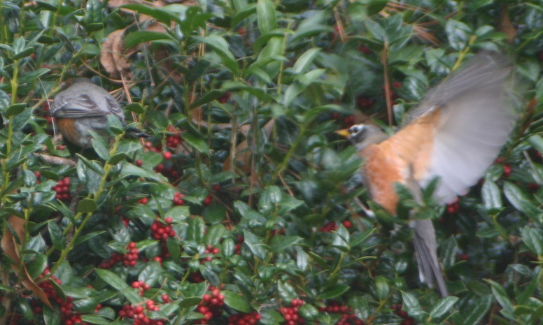 Landing in the holly bushes.