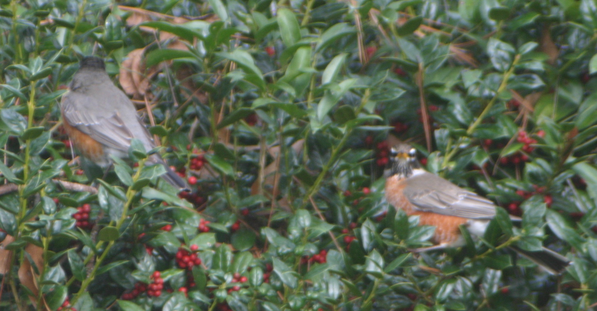 American Robin