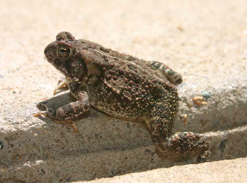 Fowlers Toad