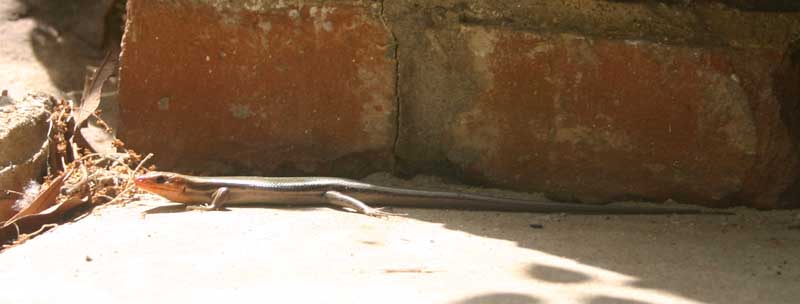 Broadhead Skink