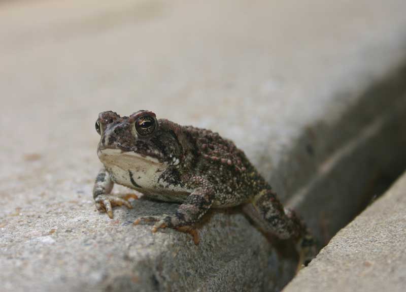 Fowlers Toad