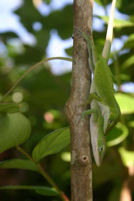 two lizards doing it