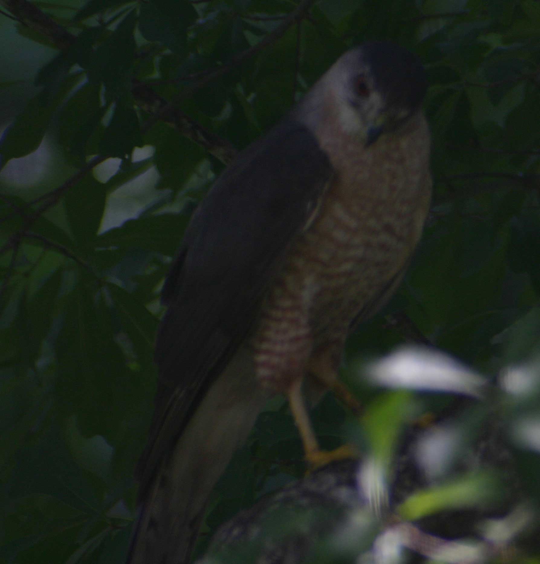 Sharp Skinned Hawk