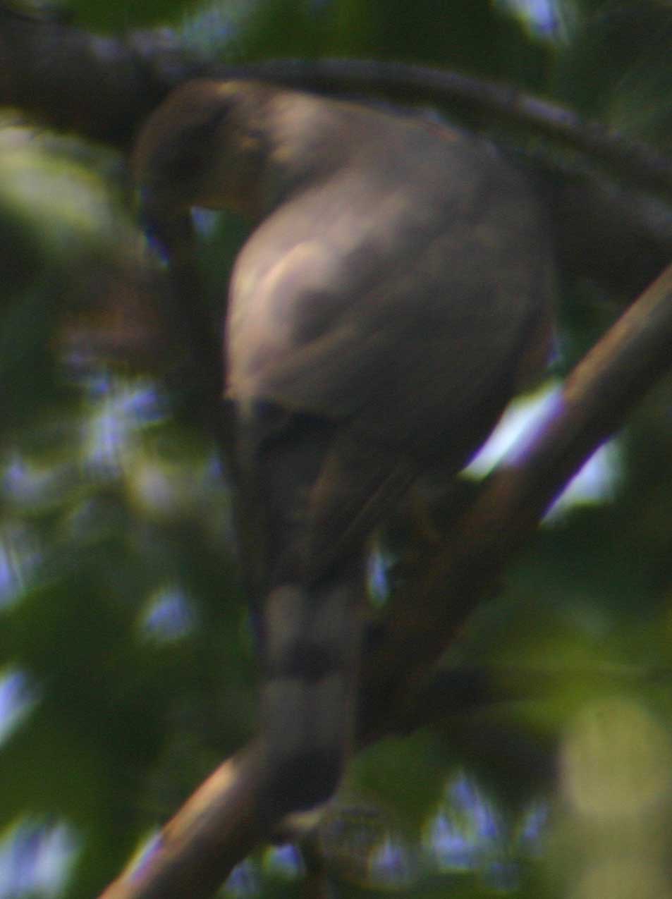 back side of sharp shinned hawk