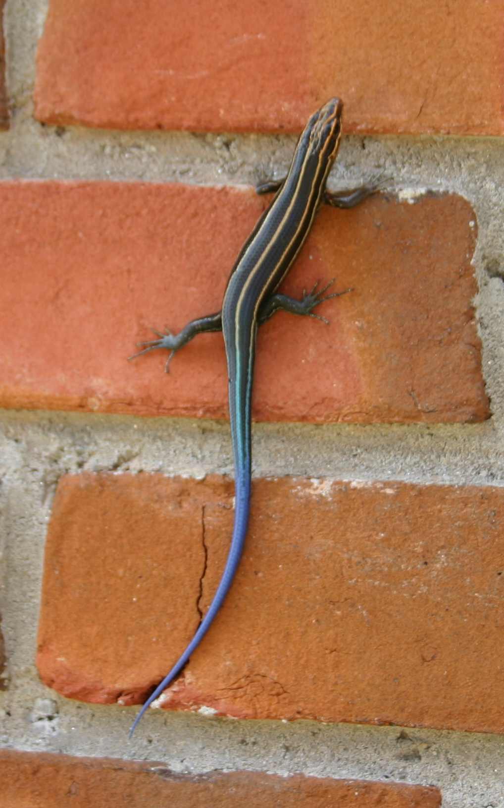 Young male Southeastern Five-Lined Skink