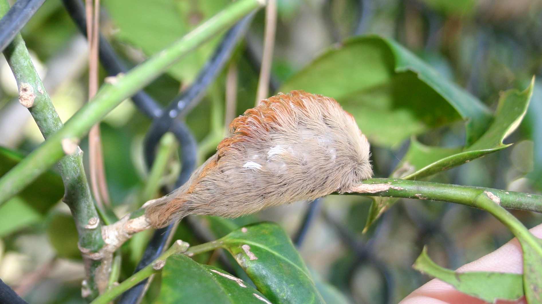 Hairy caterpillar