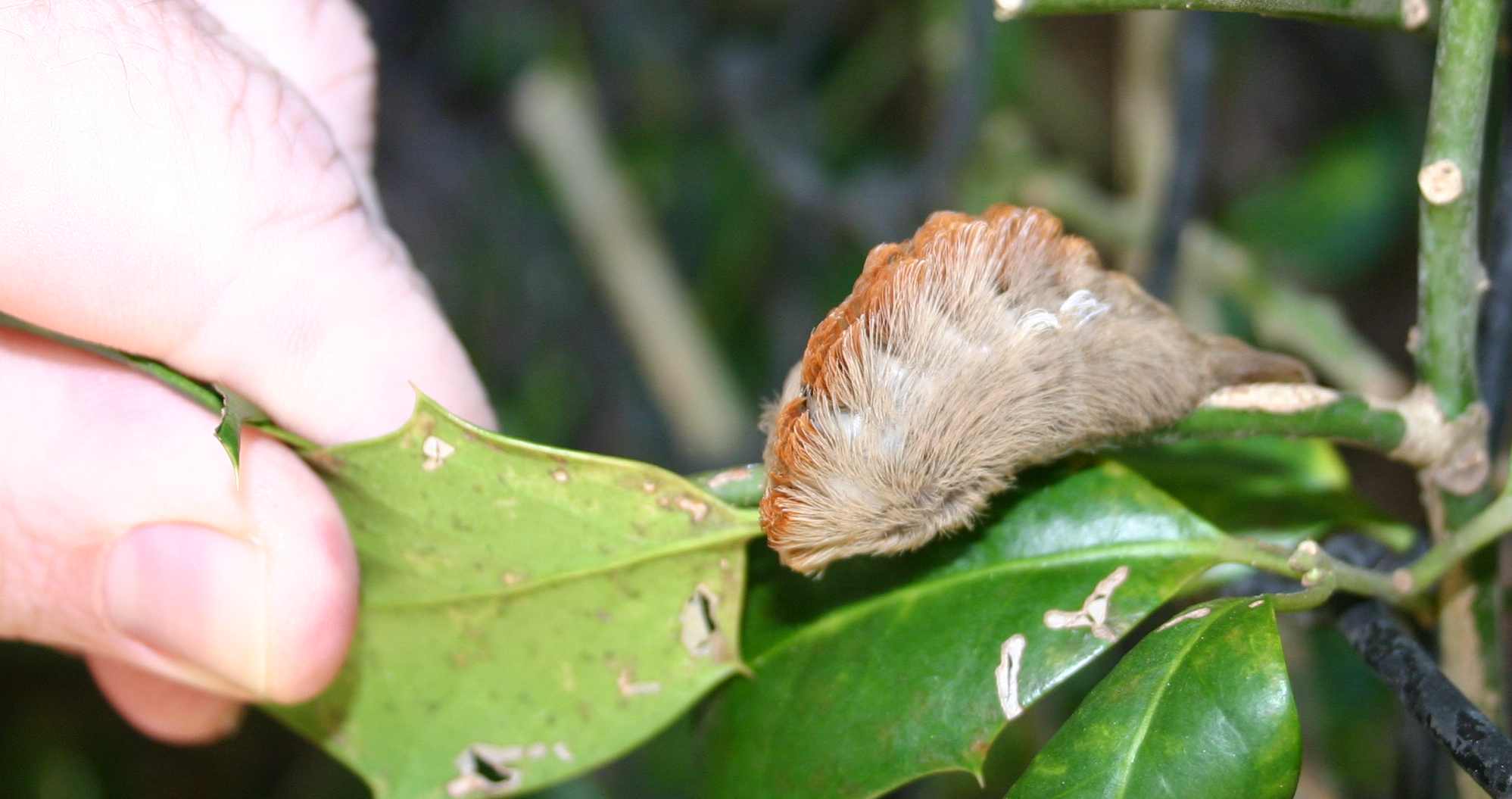 Unknown Caterpillar