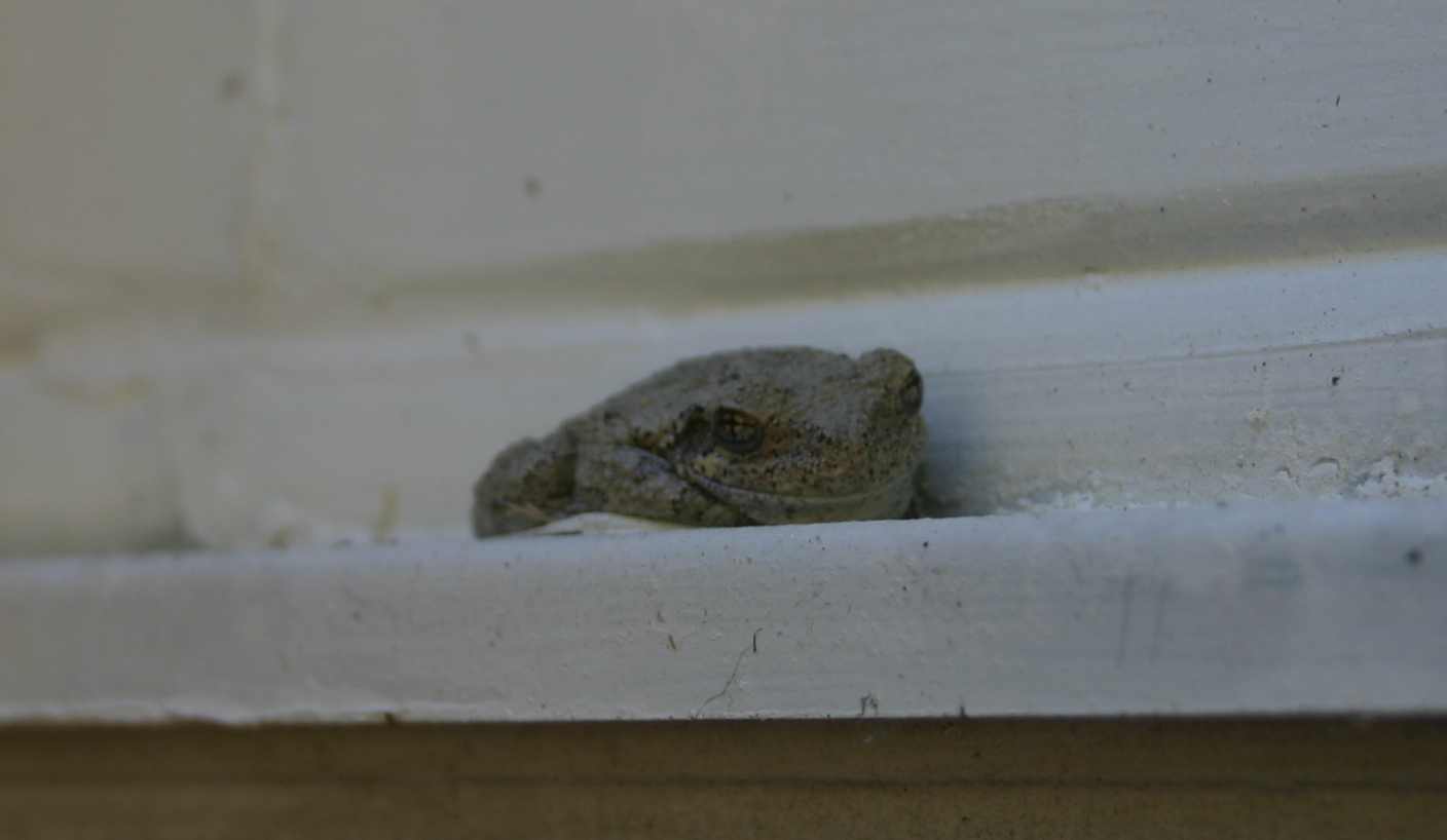 Treefrog napping.