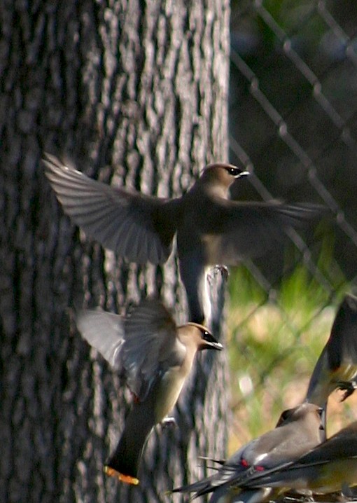 Cedar Waxwing