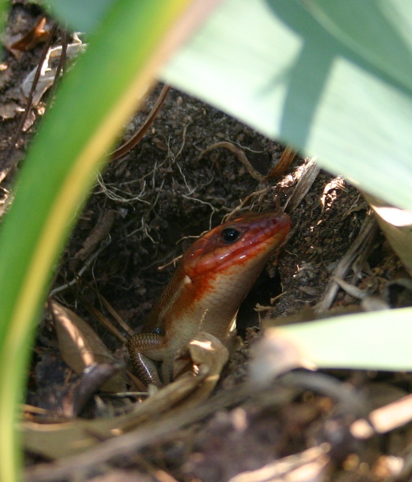 lizard peeping out of a hole