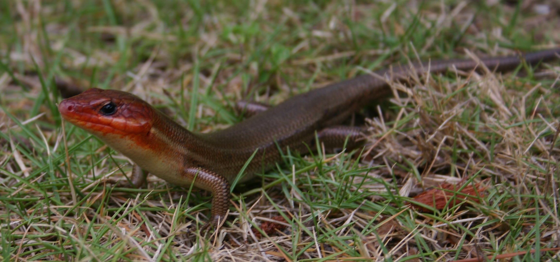 view of the skink