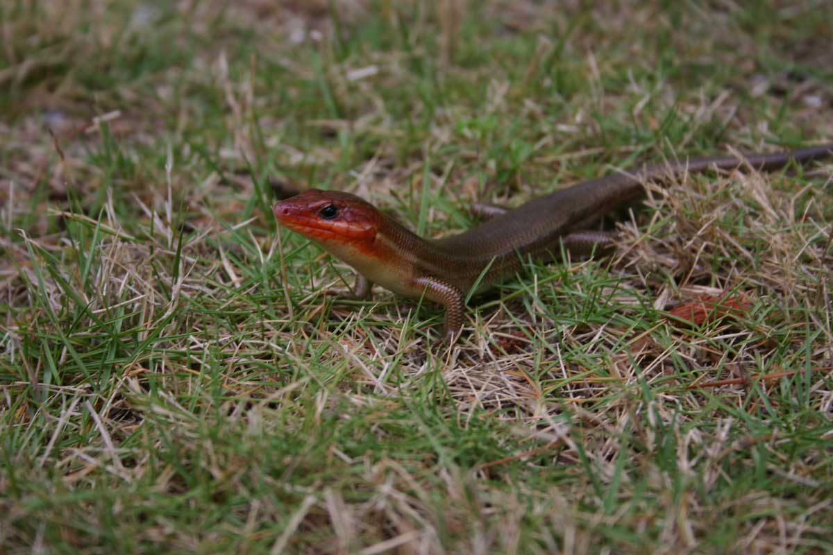 large male lizard