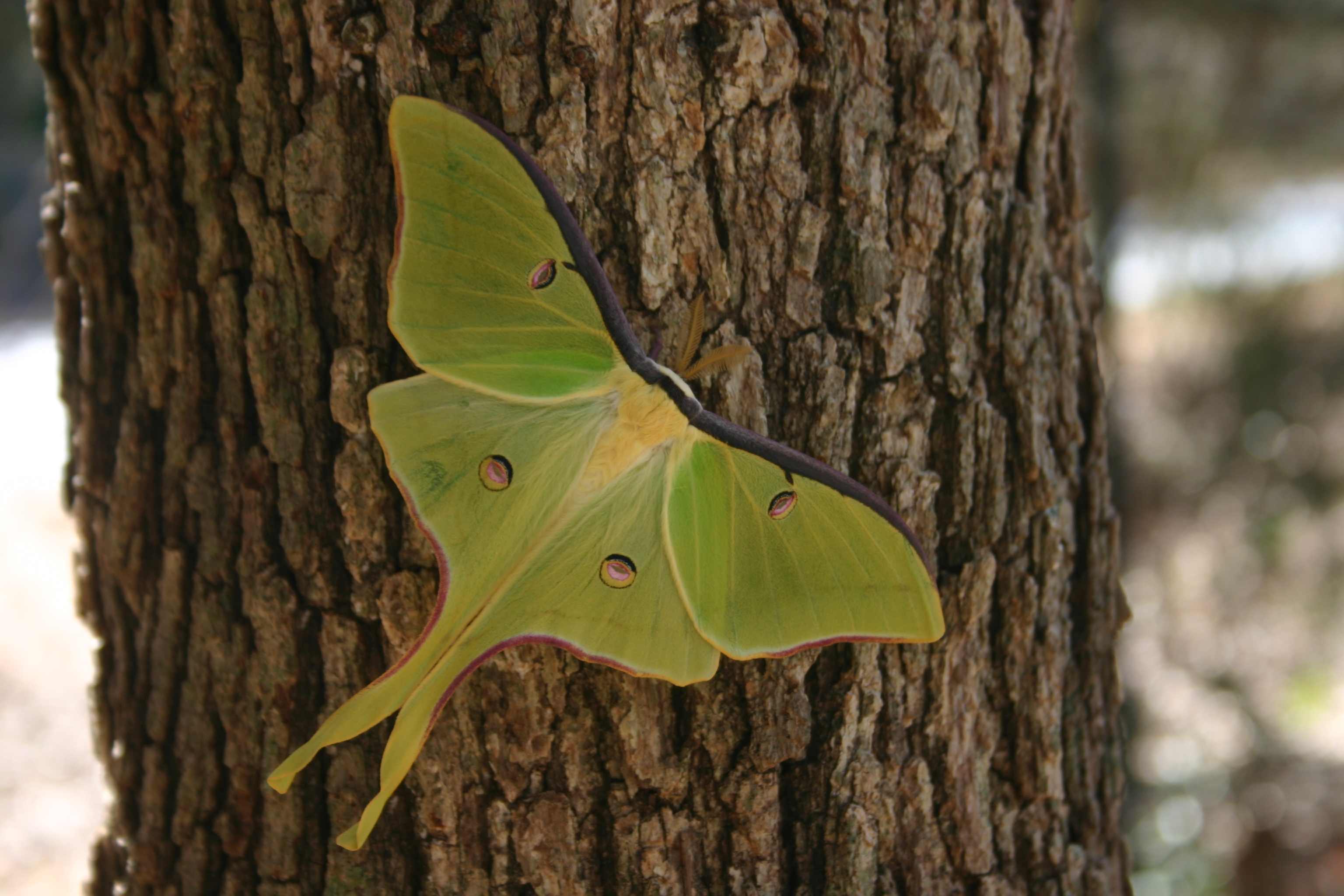 Luna Moth