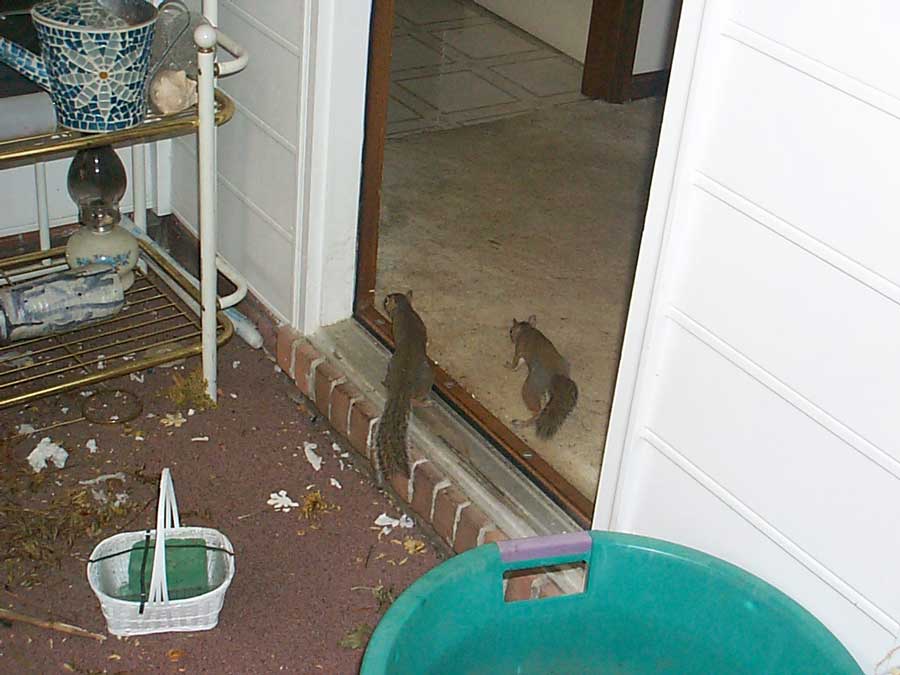 Squirrels entering our house.
